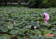 （乡村行·看振兴）广东鳌头镇：“荷稻共生”农文旅融合 激活夏日经济新活力